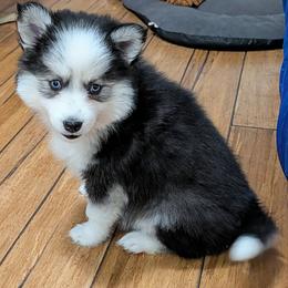 DxKg3 - Black and white female Pomsky puppy in Charlotte, Michigan from Moore Pomskies