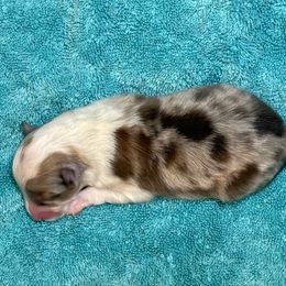 Cappuccino - Sable merle and white male Shetland Sheepdog puppy in Ashland, Ohio from Myers Horse Farms, Inc