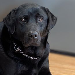 Golden Retrievers and Labrador Retrievers from Robertson's Retrievers & Doodles