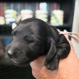 BLACK GIRL pink - Black female Dachshund puppy in Port Charlotte, Florida from Vicki's Dachshund Crossing