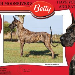 Great Dane All Grown Up from MoonRiver Danes