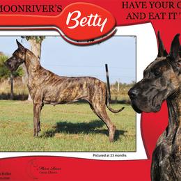Great Dane All Grown Up from MoonRiver Danes