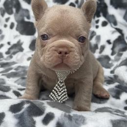 Charlie - Liver male French Bulldog puppy in Hemet, California from Bowman Pups