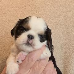 English Toy Spaniels from Marietta Charlies
