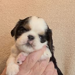 English Toy Spaniels from Marietta Charlies