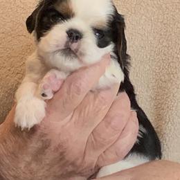 English Toy Spaniels from Marietta Charlies