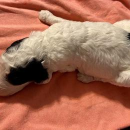 Aussiedoodle, Bernedoodle, and Poodle Puppies from Sis' Doodles & Poodles