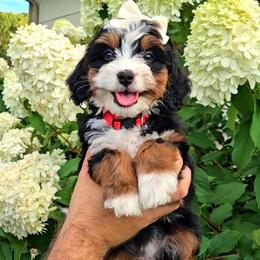 Capri - Tri-color female Bernedoodle puppy in Russell Springs, Kentucky from 270 Doodles