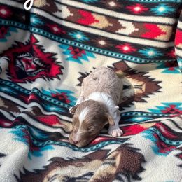 Uga - Red merle male Aussiedoodle puppy in Cleveland, Tennessee from C&S Kennels