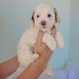 Goldendoodle Puppies from K Farm Doodles