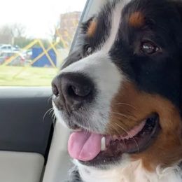Bernedoodles and Bernese Mountain Dogs from Wild Mountainside Bernedoodles