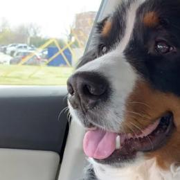 Bernedoodles and Bernese Mountain Dogs from Wild Mountainside Bernedoodles