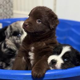 Indy - Red & white female Australian Shepherd puppy in Devine, Texas from Sun Kissed Aussies
