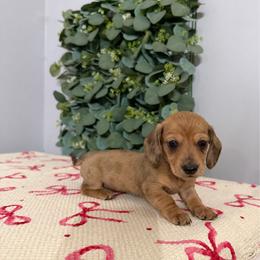 Plumette - Dapple female Dachshund puppy in Mountain Home, Arkansas from Wood's miniature Dachshunds