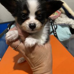 Papillon Puppies from Deanna's Papillons