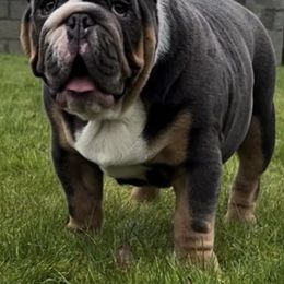 Bulldogs and French Bulldogs from Ranch Bulldogs