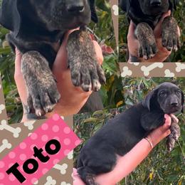 TOTO - Black female Great Dane puppy in Wellsville, New York from Prophecy Danes