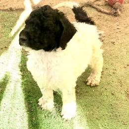 Pecan - Parti male Poodle puppy in Meadowbrook, California from Standard Poodle Pups