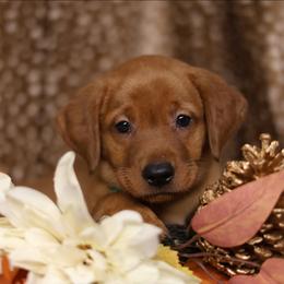 Griz - Yellow male Labrador Retriever puppy in Twin Falls, Idaho from Whispering White Pines Labradors