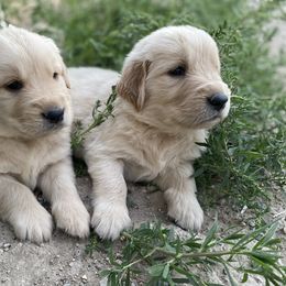 Golden Retriever Puppies from Castle Country Companions