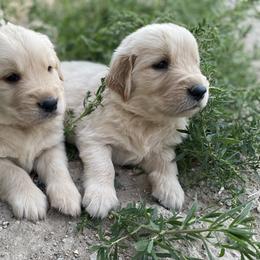 Golden Retriever Puppies from Castle Country Companions