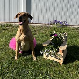 Koda - Labrador Retriever