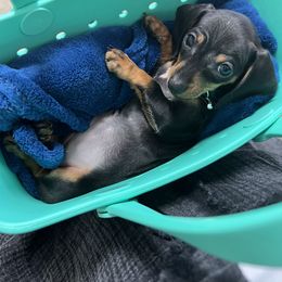 Dachshund Puppies from Jag Fam Dachshunds