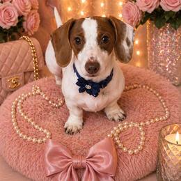 Rosie Lynn - Dachshund