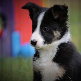 Border Collie, English Setter, and Miniature American Shepherd Puppies from First Harmony Farms