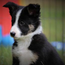 Border Collie, English Setter, and Miniature American Shepherd Puppies from First Harmony Farms
