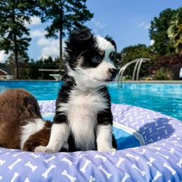 George - Black tri male Miniature Australian Shepherd puppy in Goldsboro, North Carolina from Maple Ridge Farm