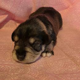 Juliet - Salt and pepper female Miniature Schnauzer puppy in Long Prairie, Minnesota from Dorie's Mini Schnauzers