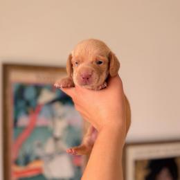 DIEGO - Wheaten male Dachshund puppy in Calexico, California from The house of Dachshund