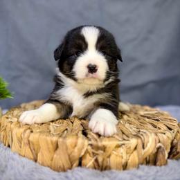 Bailee - Black female Miniature American Shepherd puppy in Clinton, Missouri from Mockingbirds American Minis