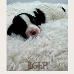 Tiger - Tri-color male Cavachon puppy in Awendaw, South Carolina from LierChonPoo