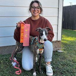Santa Fe (Faye) - Black brindle Whippet puppy in Katy, Texas from Texas Diamond Whippets