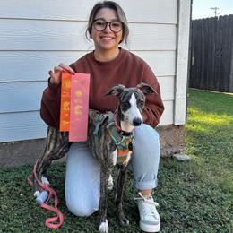 Santa Fe (Faye) - Black brindle Whippet puppy in Katy, Texas from Texas Diamond Whippets
