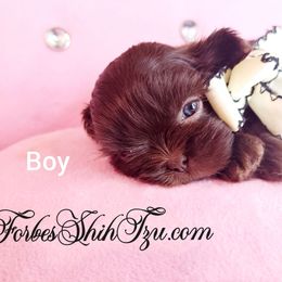 Boy 1 - Chocolate male Shih Tzu puppy in Ocala, Florida from Forbes Shih Tzu