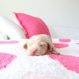 Gracie - Cream female Dachshund puppy in Mc Donough, Georgia from Hot Diggity Doxies