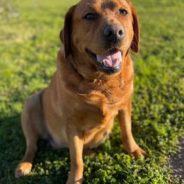 Labrador Retrievers from Wojnar Labs