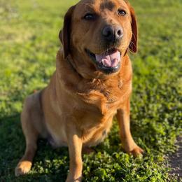 Labrador Retrievers from Wojnar Labs