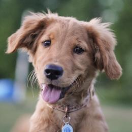German Shepherds and Golden Retrievers from Sherman's Shepherds