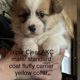 American Corgi and Pembroke Welsh Corgi Puppies from Linda Berkes