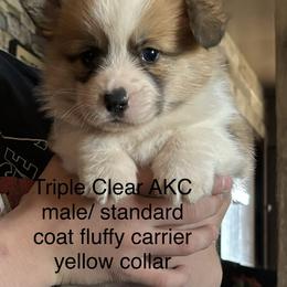 American Corgi and Pembroke Welsh Corgi Puppies from Linda Berkes