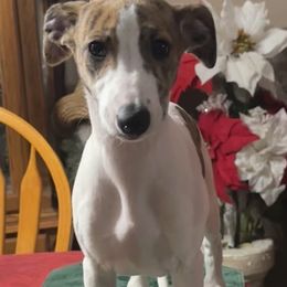 Darlene - Red brindle female Whippet puppy in Brooksville, Florida from Phasion Whippets Kimberly & Paul Norton Sr.