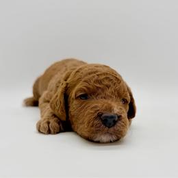 Girl 3 - Red  female Goldendoodle puppy in Philadelphia, Mississippi from Oakie Doodles