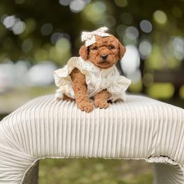 Goldendoodle Puppies from Dream Doodles in Spokane WA