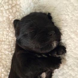 Brock's Miniature Schnauzer - Black female Miniature Schnauzer puppy in Greensburg, Louisiana from Brock’s  Miniature Schnauzers