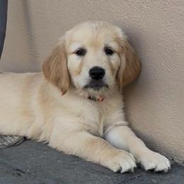 Willie - Golden male Golden Retriever puppy in Peoria, Arizona from Westwing Retrievers