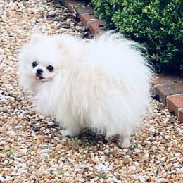 Larkin - Pomeranian